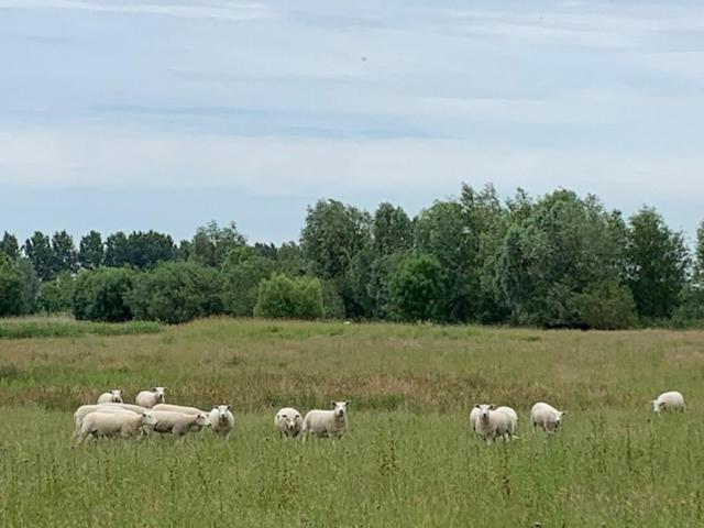 B&B Petit Chateau - Stijlvol Verblijf Centraal Gelegen In Zeeuws Vlaanderen Biervliet Zewnętrze zdjęcie